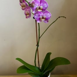 Purple Speckled Orchid - Live Plant