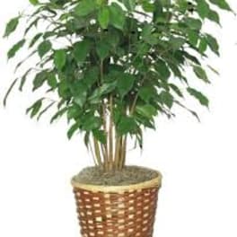 Potted green houseplant in a woven basket planter