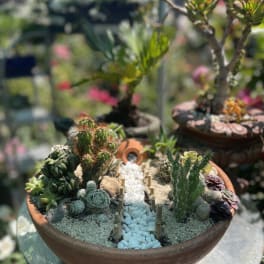 Pathway Succulent Dish