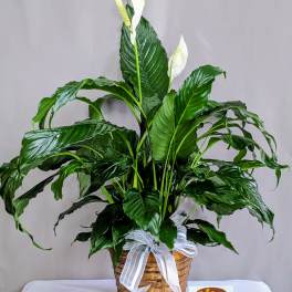 Tall peace lily plant with white blooms in a woven basket with a ribbon bow
