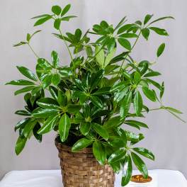Potted green houseplant in a woven basket planter
