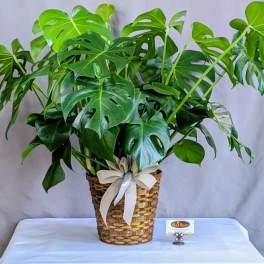 Potted monstera plant in a woven basket with a ribbon bow