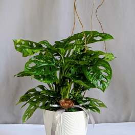 Swiss Cheese Monstera - 6" Planter