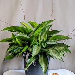 Chinese Evergreen - 8" Planter