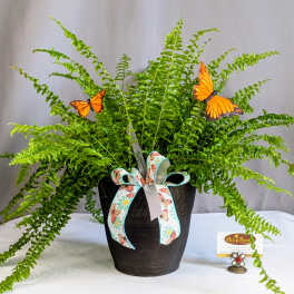 Butterfly Boston Fern - 6" Planter