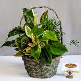 Classic Dish Garden - 8" Basket