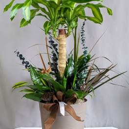 Tropical Combo - 8" Planter