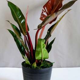 Philodendron Burgundy Princess - 6" Planter