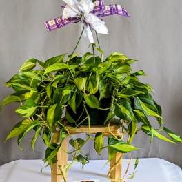 Brasil Philodendron - 8" Hanging Basket