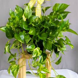 Marble Pothos - 8" Hanging Basket