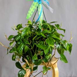 Philodendron - 8" Hanging Basket
