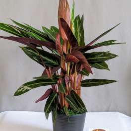 Calathea Sanguinea - 6" Planter