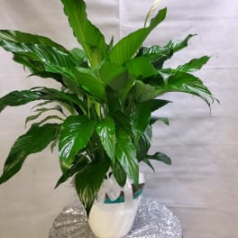 Potted peace lily plant with glossy green leaves and a white bloom