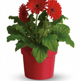 Red gerbera daisies in a red pot with green leaves
