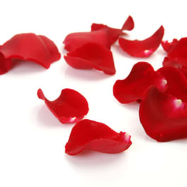 Scattered red rose petals on a white background