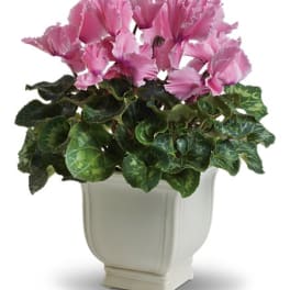 Pink cyclamen in a white ceramic pot
