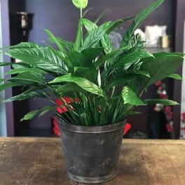 Potted peace lily plant with glossy green leaves and a pale bloom