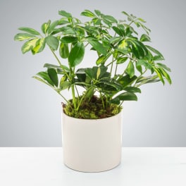 Umbrella Plant