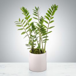 ZZ Plant by BloomNation™ - Plants