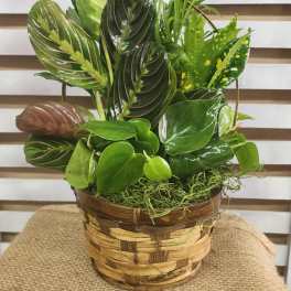 Basket planter with assorted green tropical foliage