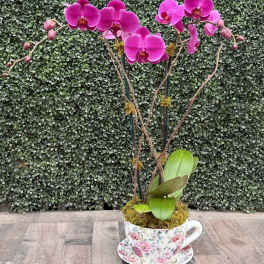 ORCHIDS WITH MOM (PURPLE)