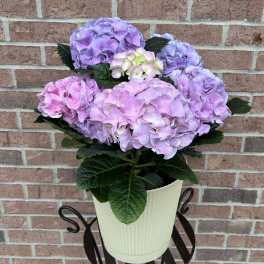 Potted hydrangea plant with pink and lavender blooms in a cream container