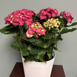 Heavenly Hydrangea Plant: Deep Red