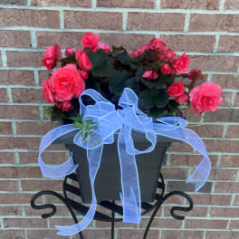Pink flowering plant in a black planter with a blue ribbon bow
