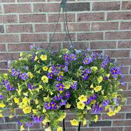 "Sunlit Meadow" Hanging Basket