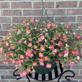 "Pink Lemonade" Hanging Basket