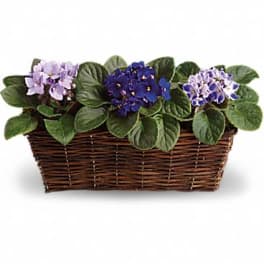 Sweet Violet Trio
