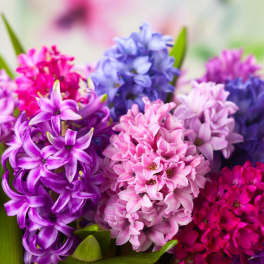 Hyacinth - Flower Market