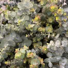 Dense eucalyptus foliage with round silver-green leaves