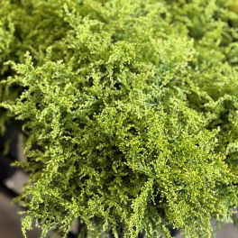 Solidago (aster) - Flower Market
