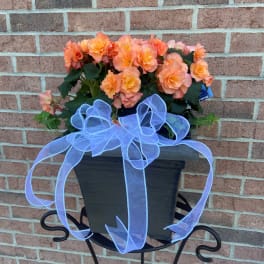 Peach-orange flowers in a dark planter with a large blue ribbon