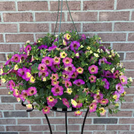 Captivating Calibrochoa