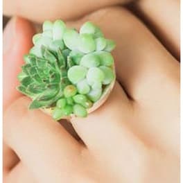 Small succulent cluster in a ring setting on a hand