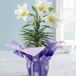 Easter Lily