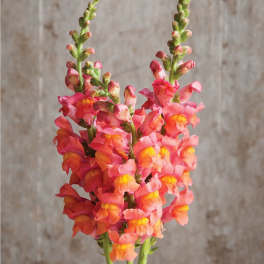 Tall stems of pink, orange, and yellow snapdragons against a neutral background