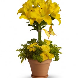 Yellow Fellow T56-1A