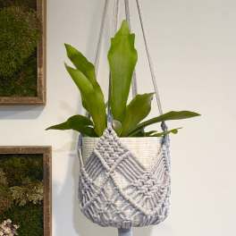 Hanging potted plant in a macramé holder