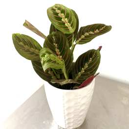Potted plant with green leaves and pink veins in a white textured pot