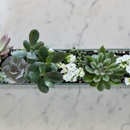 The Sassy Succulent rectangle edition! 