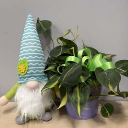 Potted green plant with a decorative gnome figurine beside it