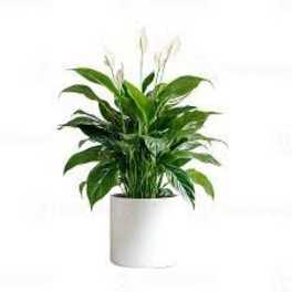 Lush green peace lily plant with white blooms in a white pot