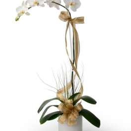 Potted white orchid plant with an arching stem and gold ribbon accents in a white container