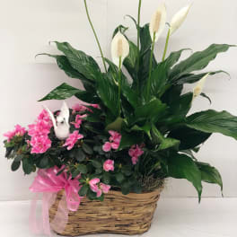 Basket arrangement with pink flowers and white peace lilies