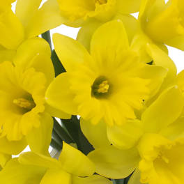 Daffodil - Flower Market