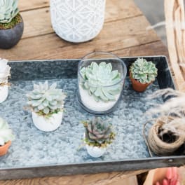 Tray of small potted succulents on a wooden table