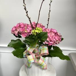 Pink hydrangea Plant